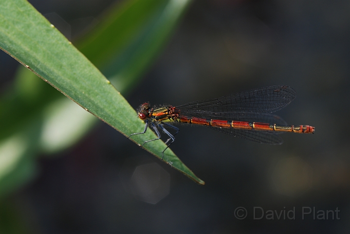 Large red damselfly - A.JPG - Large red damselfly - Cotswolds